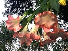 Brugmansia versicolor angels for sale  Delivered anywhere in USA 