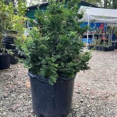 Pixies gardens slender for sale  Delivered anywhere in USA 