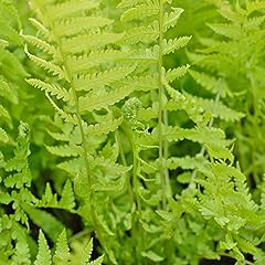 Shuttlecock fern outdoor for sale  Delivered anywhere in Ireland