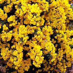 Ulex europaeus flore for sale  Delivered anywhere in UK