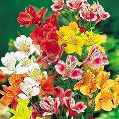 Chuxay garden alstroemeria for sale  Delivered anywhere in USA 