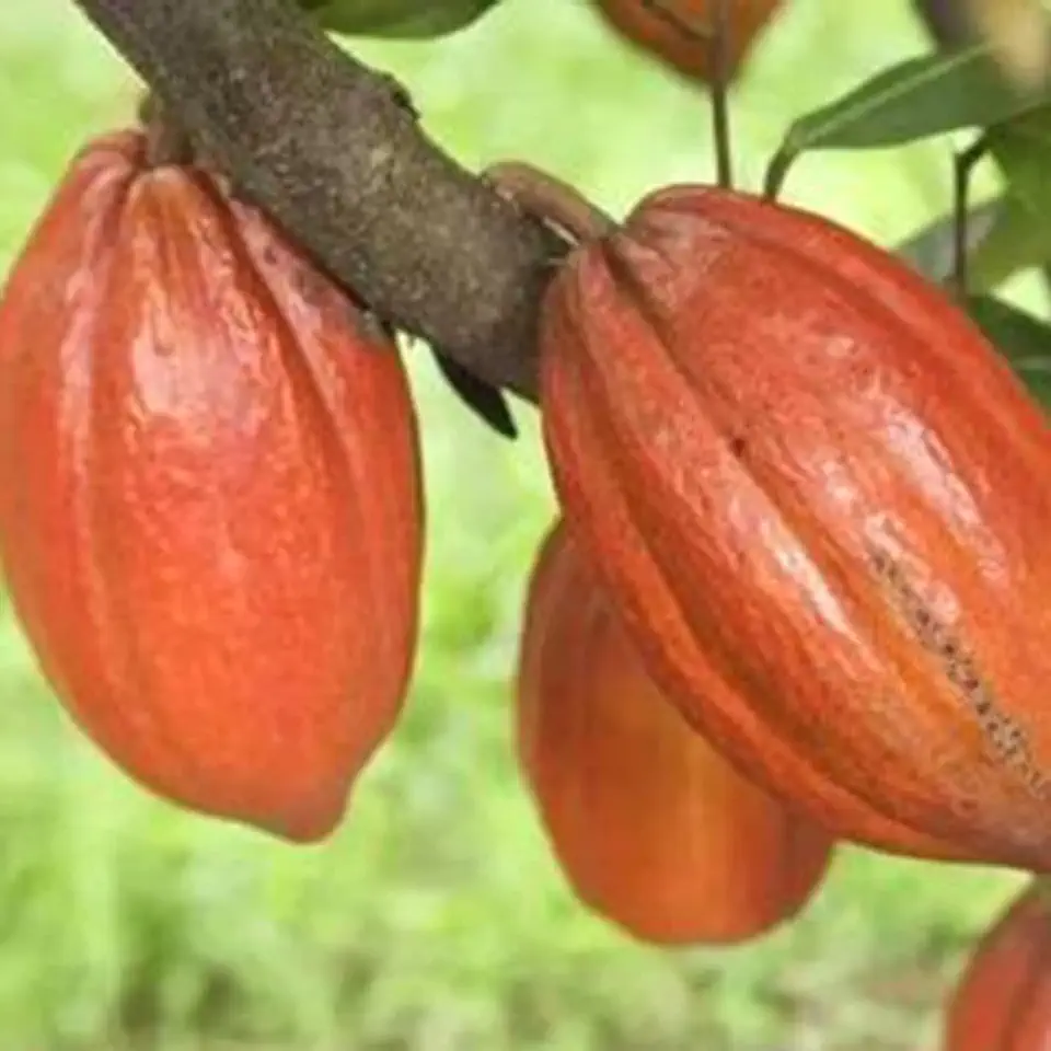Gebruikt, DIY Natural Plant Seeds Pack, hoge kieming Natuurlijke Theobroma Cacao Seeds voor openlucht binnengazon Zaden 1 tweedehands  