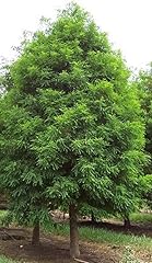 Bald cypress tree for sale  Delivered anywhere in USA 