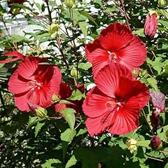 Staudenhibiskus valentine rot gebraucht kaufen  Wird an jeden Ort in Deutschland