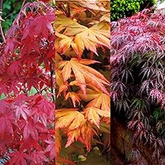 Acer plant collection for sale  Delivered anywhere in Ireland