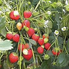 100 graines fraise d'occasion  Livré partout en France