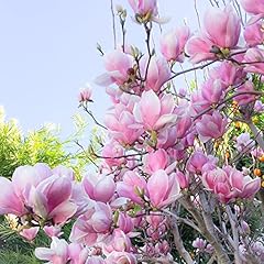 Lily magnolia seeds for sale  Delivered anywhere in USA 