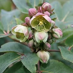 Plant theory hellebore for sale  Delivered anywhere in UK