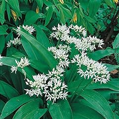 Wildflower ramsons wild for sale  Delivered anywhere in UK