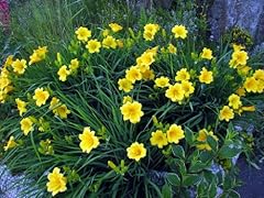 Garthwaite nurseries potted for sale  Delivered anywhere in UK