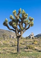 TROPICA - Joshua Tree (Yucca brevifolia) - 10 semi usato  Spedito ovunque in Italia 