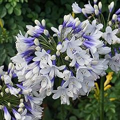 Gardenersdream agapanthus twis for sale  Delivered anywhere in UK