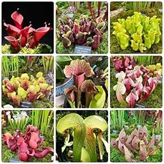 300 semi sarracenia usato  Spedito ovunque in Italia 