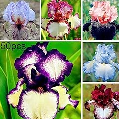 Colore misto iris usato  Spedito ovunque in Italia 