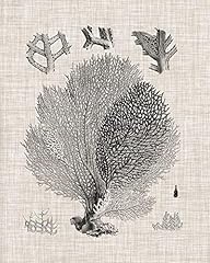 Coral specimen poster for sale  Delivered anywhere in USA 