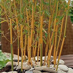 Garden phyllostachys aureosulc for sale  Delivered anywhere in UK