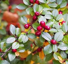 Cotoneaster divaricatus tree for sale  Delivered anywhere in USA 