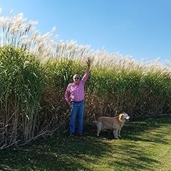 Giant miscanthus grass for sale  Delivered anywhere in USA 