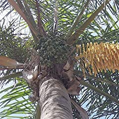 Queen palm seeds for sale  Delivered anywhere in USA 