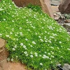 Irish moss seeds for sale  Delivered anywhere in USA 