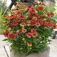 Helenium strawberry sundae for sale  Delivered anywhere in UK