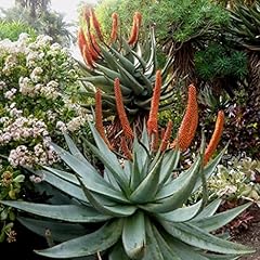 Palm beach medicinal for sale  Delivered anywhere in USA 