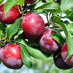 Set plum trees for sale  Delivered anywhere in USA 