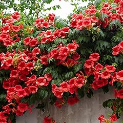 Garden campsis red for sale  Delivered anywhere in UK