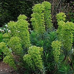 Plant seeds euphorbia for sale  Delivered anywhere in UK