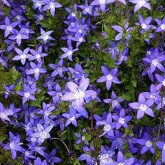 Campanule murets campanula d'occasion  Livré partout en France