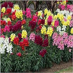 Antirrhinum sonnet mixed for sale  Delivered anywhere in UK