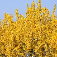 Forsythia lynwood deciduous for sale  Delivered anywhere in Ireland