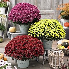 Chrysanthemum collection garde for sale  Delivered anywhere in UK