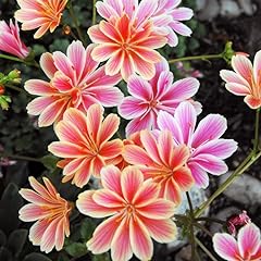 Organic lewisia sunset for sale  Delivered anywhere in UK