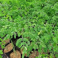 Set moringa trees for sale  Delivered anywhere in USA 