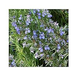 Rosmarinus officinalis tuscan for sale  Delivered anywhere in UK