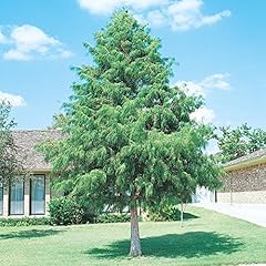 Bald cypress trees for sale  Delivered anywhere in USA 