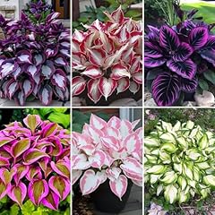 180 mixed color for sale  Delivered anywhere in USA 