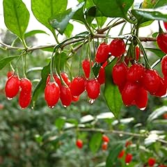 Wolfberry berry goji for sale  Delivered anywhere in USA 