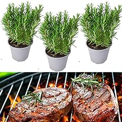 Rosemary barbeque 9cm for sale  Delivered anywhere in UK