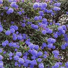 Ceanothus blue diamond for sale  Delivered anywhere in UK