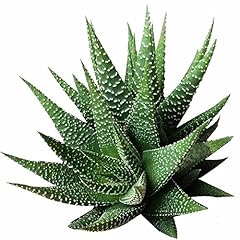 Haworthia zebra plant for sale  Delivered anywhere in USA 