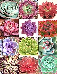 Color echeveria mix for sale  Delivered anywhere in USA 