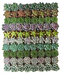 Shop succulents rosette for sale  Delivered anywhere in USA 