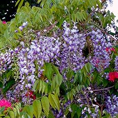 Van zyverden wisteria for sale  Delivered anywhere in USA 