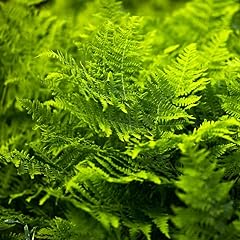 Lady fern bare for sale  Delivered anywhere in USA 