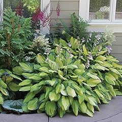 Hosta perenial mixed for sale  Delivered anywhere in USA 