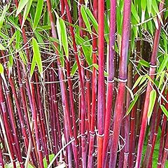 Fargesia bamboo hardy for sale  Delivered anywhere in UK