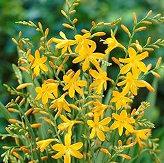 George davidson crocosmia for sale  Delivered anywhere in USA 