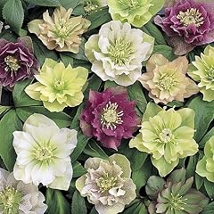 Yougarden hellebore double for sale  Delivered anywhere in UK